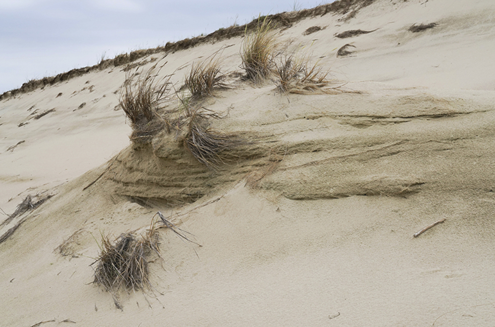 Hering und die Fluse